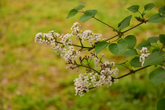 丁香花