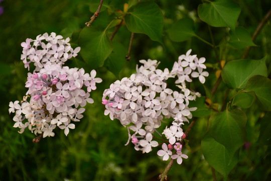 丁香花