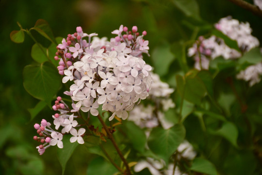 丁香花