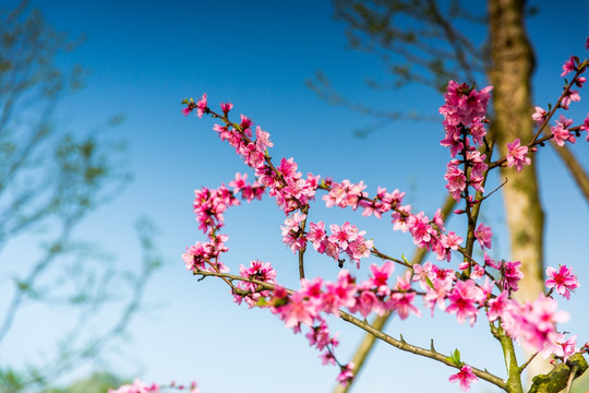 桃花