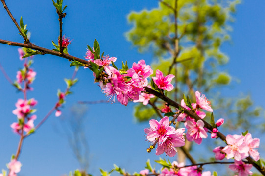 桃花