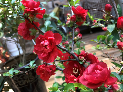 春天 海棠花 花卉 花朵 园林