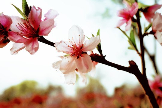 春天 踏青 桃花 花卉 桃园