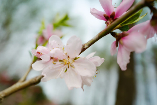 春天 踏青 桃花 花卉 桃园