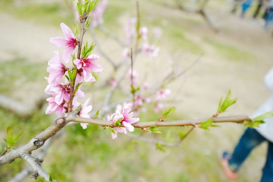 春天 踏青 桃花 花卉 桃园