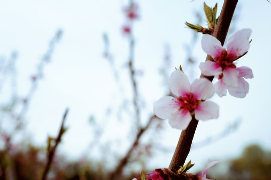 春天 踏青 桃花 花卉 桃园