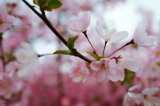 春天 踏青 桃花 花卉 桃园