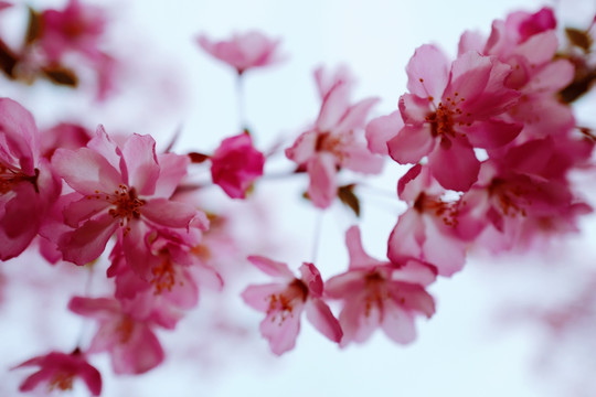 春天 踏青 桃花 花卉 桃园