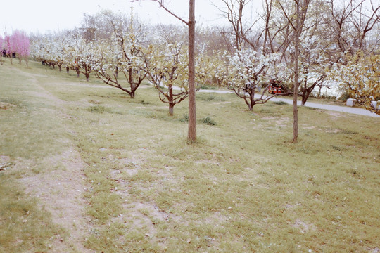 春天 踏青 桃花 花卉 桃园