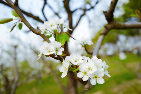 春天 踏青 桃花 花卉 桃园