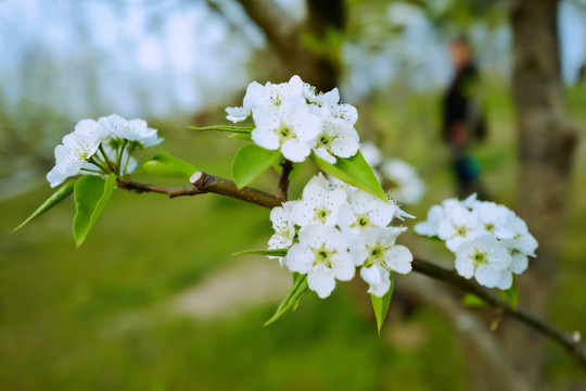 春天 踏青 桃花 花卉 桃园