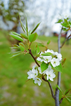 春天 踏青 桃花 花卉 桃园