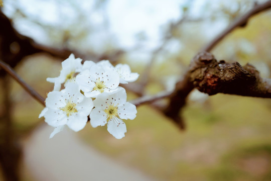 春天 踏青 桃花 花卉 桃园