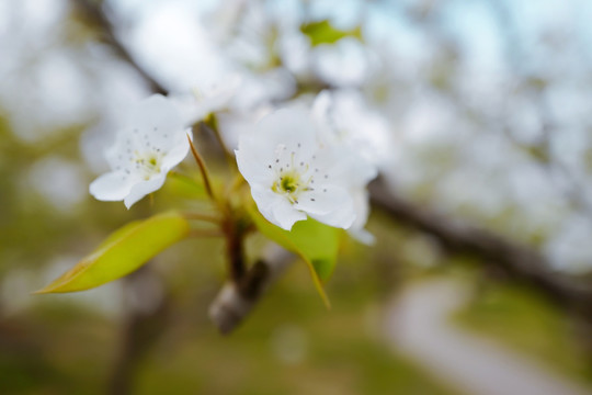 春天 踏青 桃花 花卉 桃园