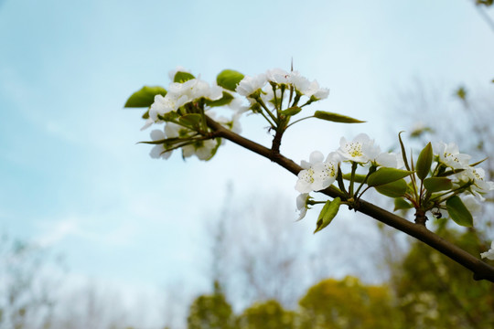 春天 踏青 桃花 花卉 桃园