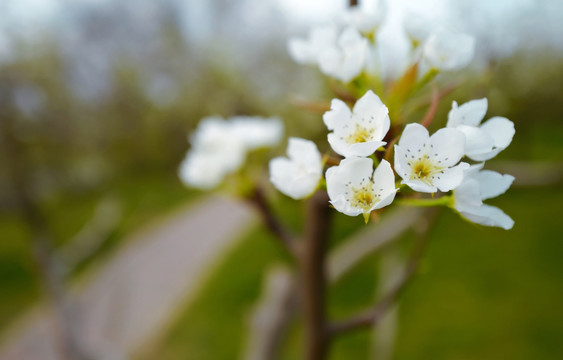 春天 踏青 桃花 花卉 桃园