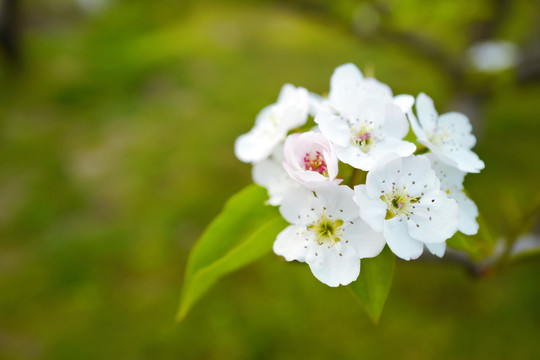 春天 踏青 桃花 花卉 桃园