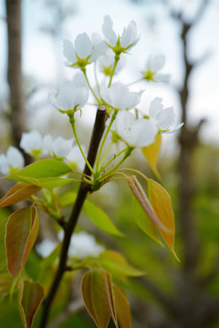 春天 踏青 桃花 花卉 桃园