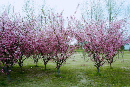 春天 踏青 海棠 花卉 公园