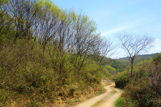 山间小路