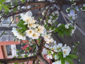 花卉 李子花 