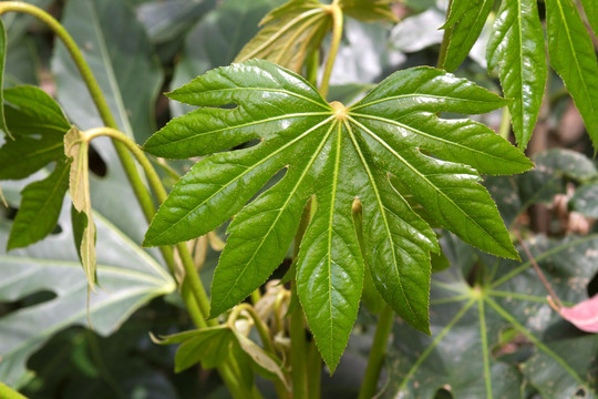 植物叶片