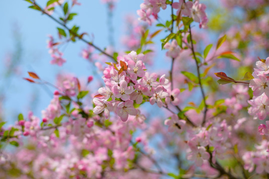 粉色樱花