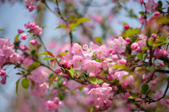 粉色樱花