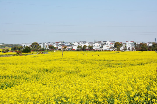 油菜花地