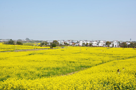 大片油菜花