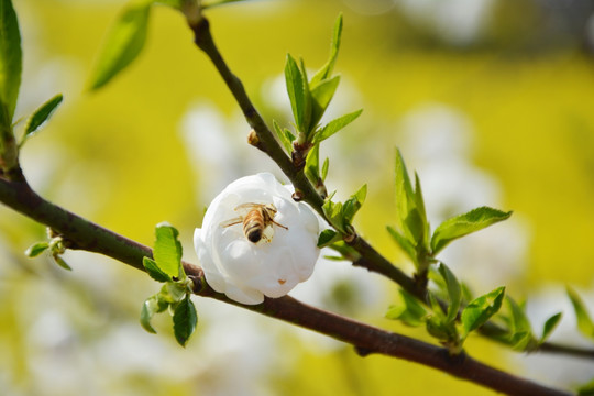 蜂蜜采蜜