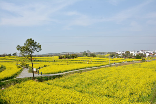 大片油菜花田