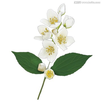 盛開的梔子花
