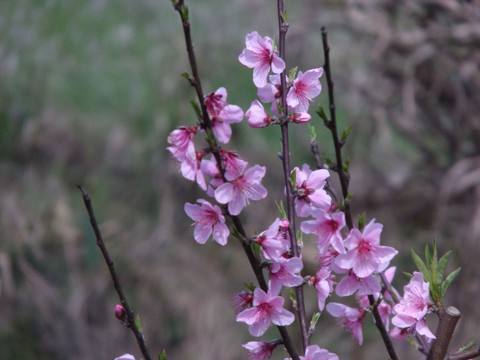 桃花枝头