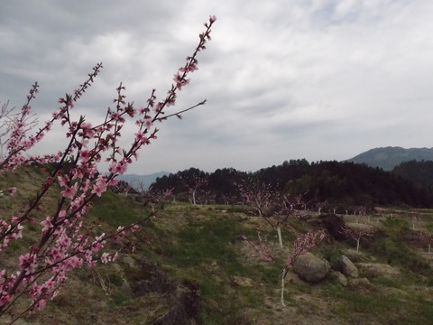 桃花映春风