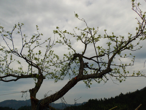 梨树天空