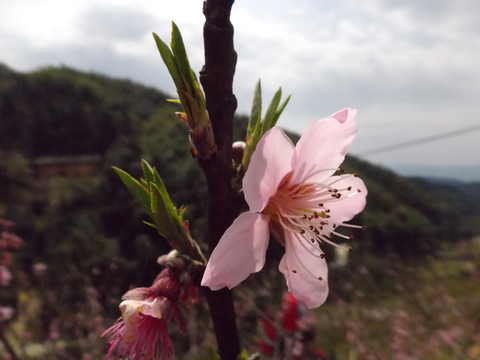 桃花开