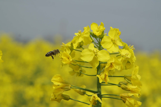 油菜花