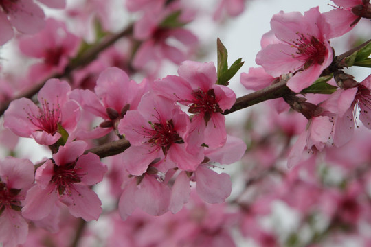 桃花