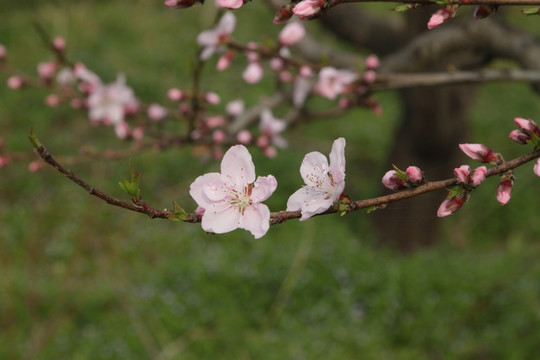 桃花