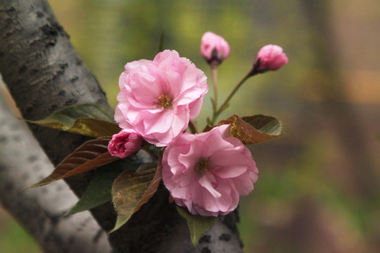 樱花