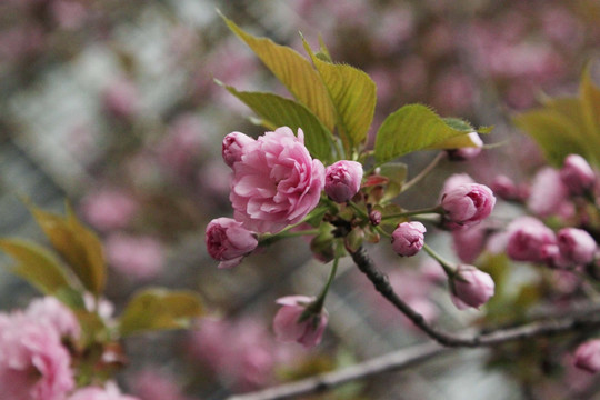 樱花