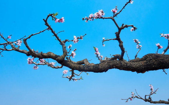 老树桃花