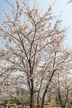 樱花树