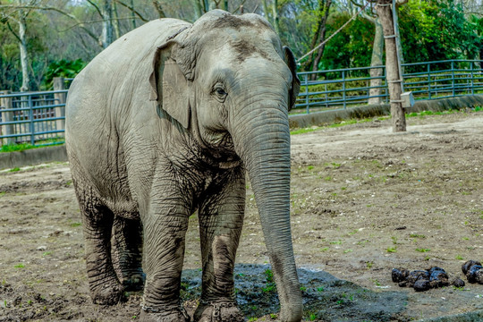 大象高清 动物园 观赏动物