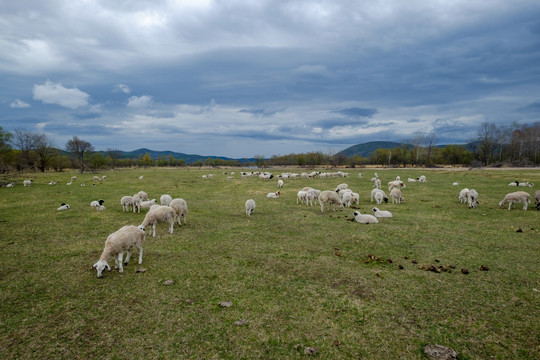 初春草地羊群