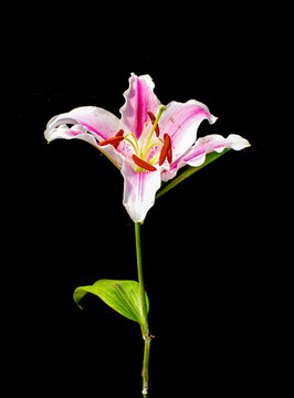 百合花