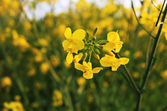 油菜花