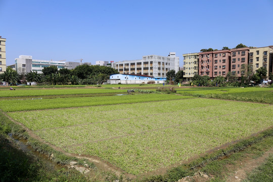 蔬菜基地 菜地