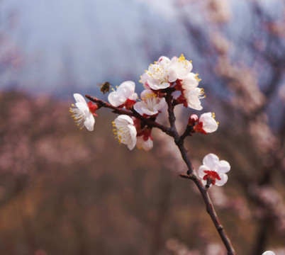 桃花花苞